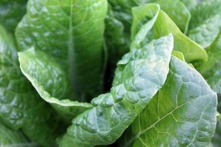 E.Coli Outbreak Reaches 13 States, One Victim Dead So Far