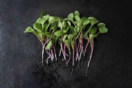 Recent Multi-State Salmonella Outbreak Linked to Raw Sprouts